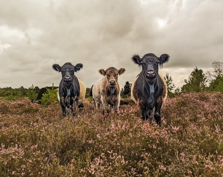Three belted galloway cows stood in a carpet of pink heather with moody grey skies above.