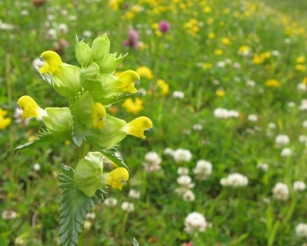 Yellow Rattle