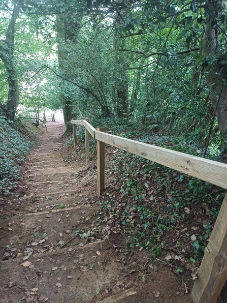 Wooden steps and hand rail descending down a hill at Glebe Woods