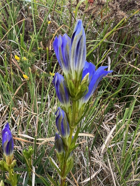 Blue flowering Marsh Gentian found on Chobham Common