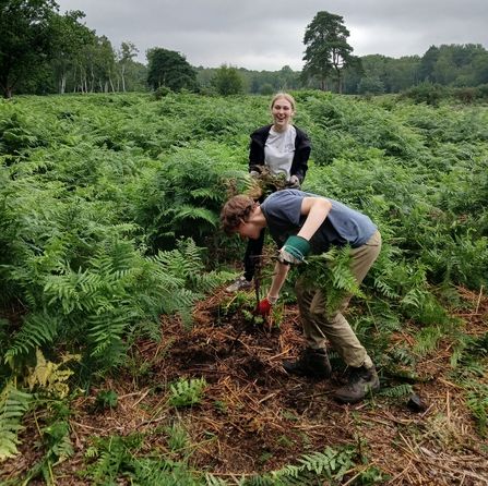 Work experience students removing bracken from Wisley Common