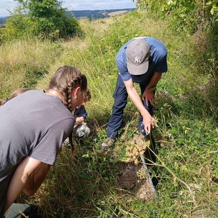 Work experience students lifting a reptile tin at a chalk grassland reserve