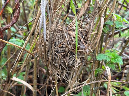 Harvest Mouse nest