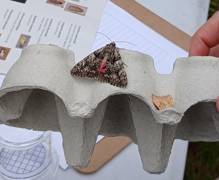 Light Crimson Underwing Moth on egg box 
