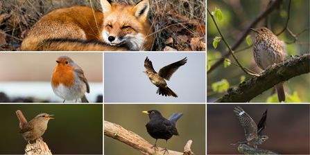 Fox, Robin, Skylark, Song Thrush, Blackbird, Nightjar