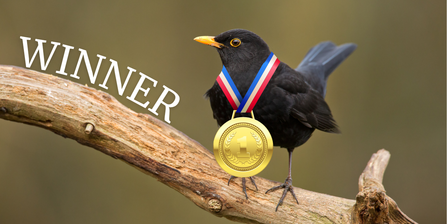 Blackbird with a medal for being Surrey's top songster