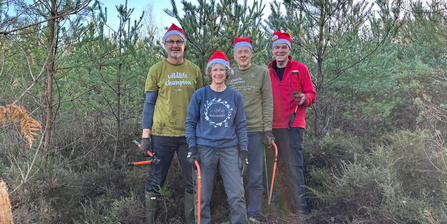 Four volunteers stood holding hand tools on a heathland site, in front of a line of pine trees, wearing festive hats