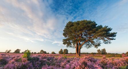 New Forest National Park