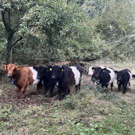 A group of black and brown Belted Galloway cows stood by a line of trees
