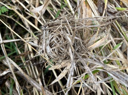 Harvest mouse nest