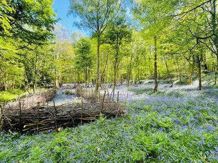 A carpet of bluebells in a woodland featuring a dead hedge