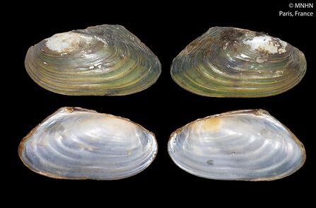 Pseudanodonta complanata