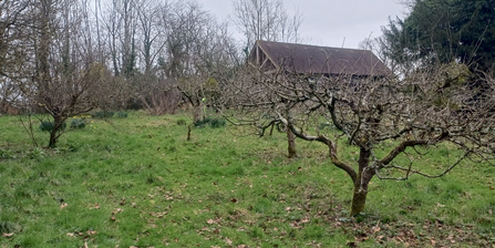 Puck's Oak orchard, showing bare winter trees in front of a wooden barn