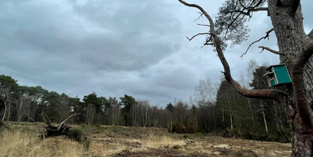 A green painted wooden owl box situated on a tree with grey clouds above