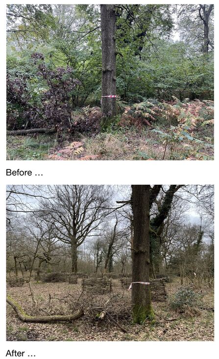 Before and after image of a coppice coup at Nower Wood, showing dense foliage in the first image and more sparse foliage in the second with coppice deer fencing