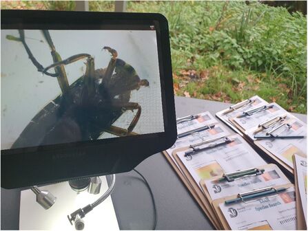 Using a video microscope to view aquatic invertebrates