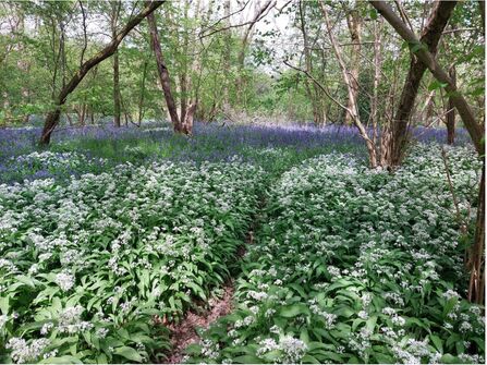 Spring wildflowers at Newdigate Brickworks