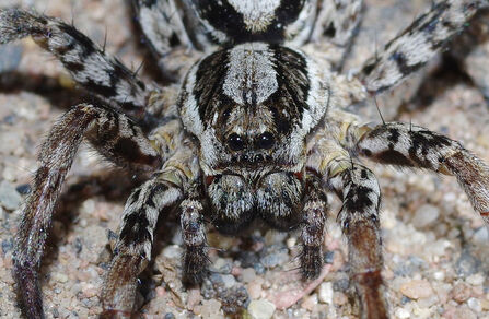 Great Fox-spider