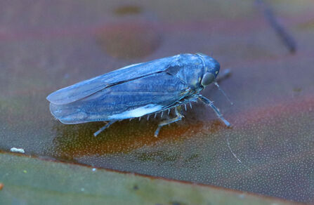 Pondweed Leafhopper