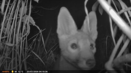 A fox cub looking directly at a trail camera at night 