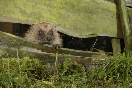 A hedgehog squeezing through a hole in a garden fence