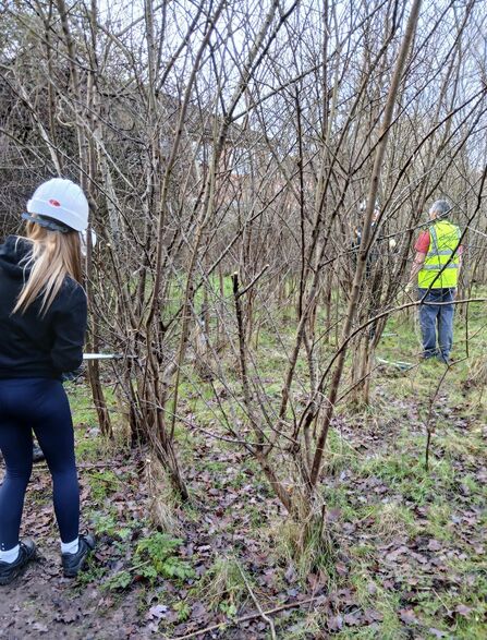A student cutting down suckers from a mature damson tree using hand tools 