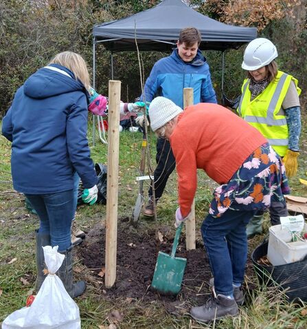Volunteers planting orchard trees 