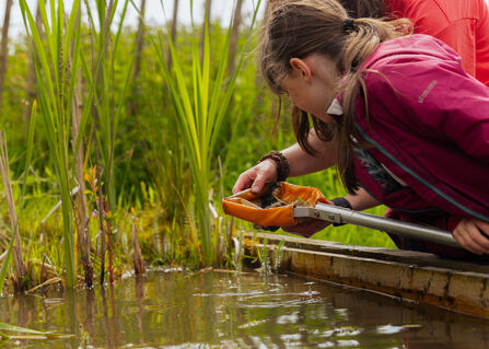 An adult and a child looking in a pond net over a pond 