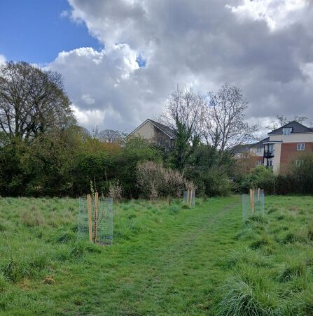 A field with taller trees and buildings in the distance and newly planted fruit trees in the foreground