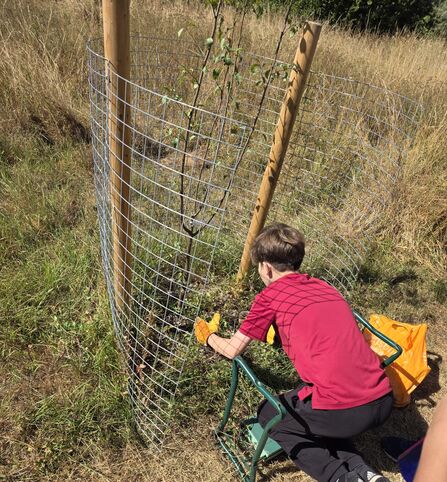 A young person weeding and mulching a new fruit tree