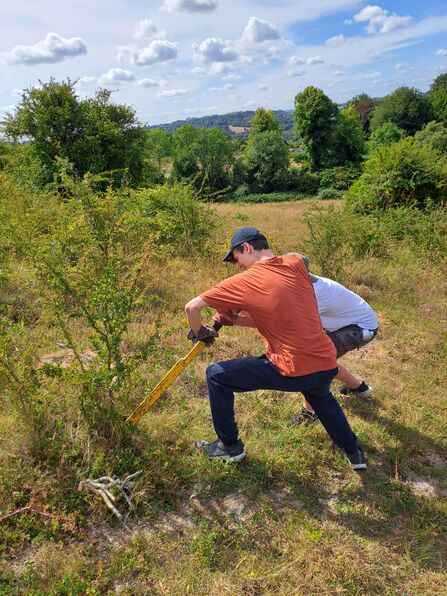 Tree popping