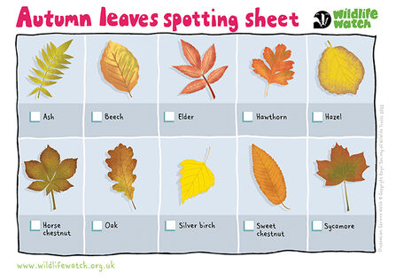 Autumn leaf ID guide