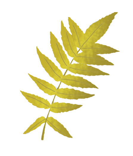 An illustration of an Ash leaf