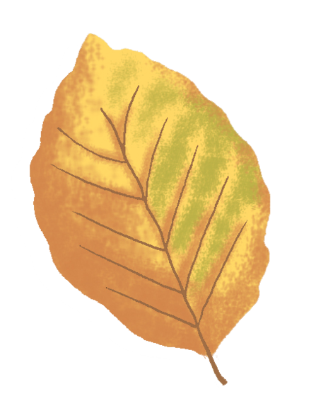 A Beech leaf illustration 