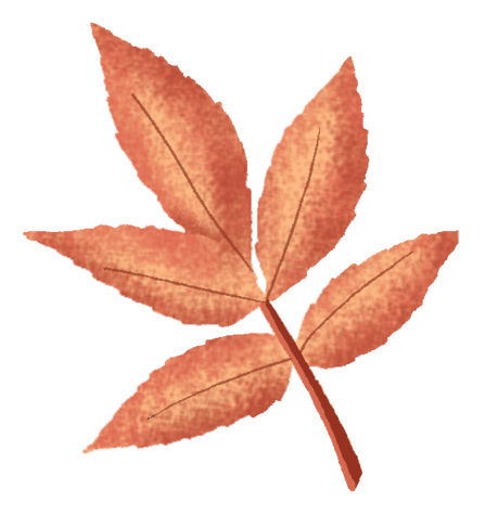 Elder leaf illustration