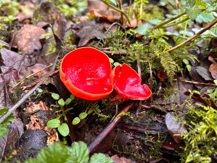 Scarlet Elfcup