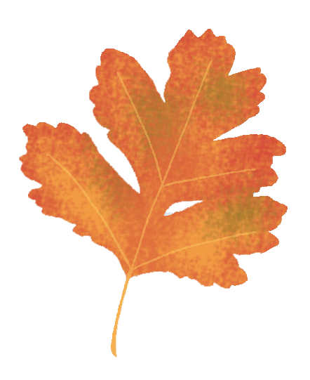 Hawthorne Leaf Illustration