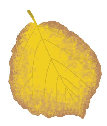 Hazel leaf illustration