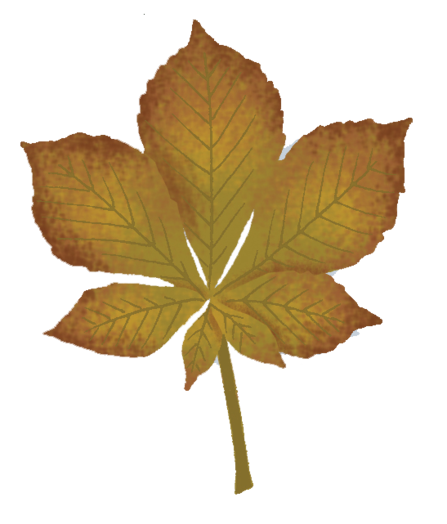 An illustration of a Horse Chestnut leaf