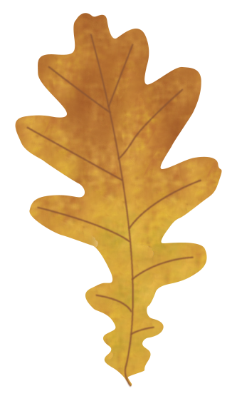 An illustration of an English Oak leaf