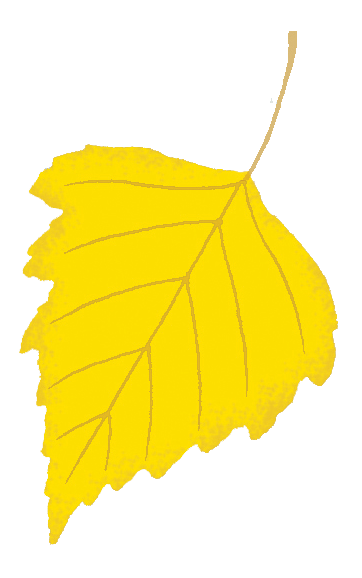 Silver Birch leaf illustration