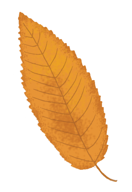 An illustration of a Sweet Chestnut leaf