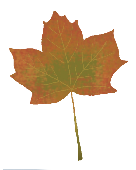 An illustration of a Sycamore leaf