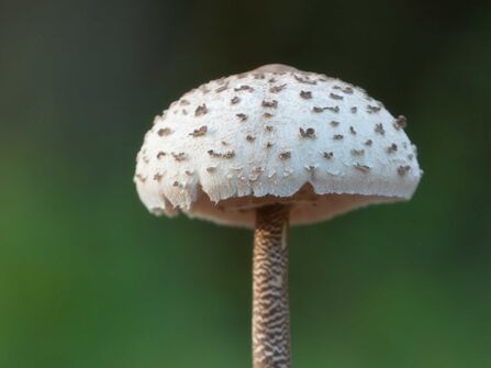 Parasol Mushroom