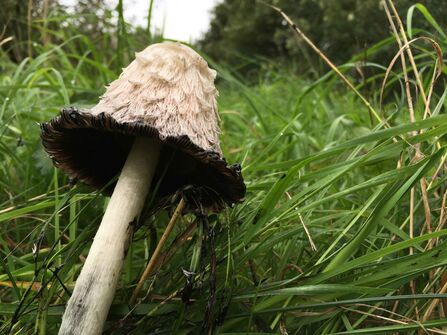 Shaggy Inkcap