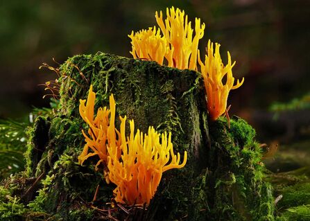 Yellow Staghorn fungi