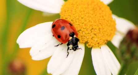 7-spotted ladybird