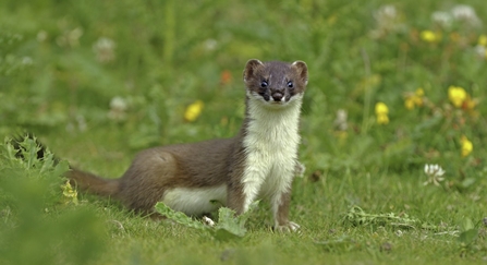 Stoat