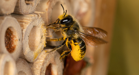 Bee home