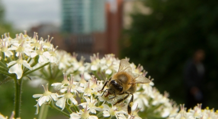 Bee